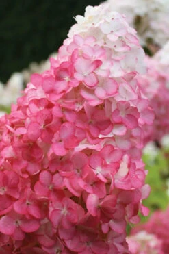 Vanilla Strawberry Hydrangea - 7 Gallon Pot 15 Vanilla Strawberry Hydrangea - 7 Gallon Pot -Bush Sale Shop hydrangea paniculata vanilla strawberry 20