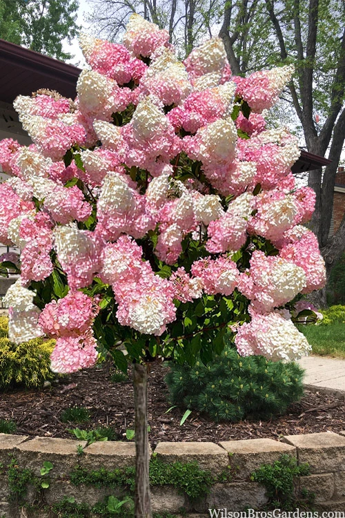 Vanilla Strawberry Hydrangea (Single Trunk Tree Form) - 7 Gallon Pot (5-7') 3 Vanilla Strawberry Hydrangea (Single Trunk Tree Form) - 7 Gallon Pot (5-7')