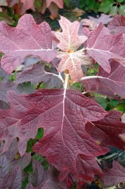 Gatsby Pink Oakleaf Hydrangea - 3 Gallon Pot 11 Gatsby Pink Oakleaf Hydrangea - 3 Gallon Pot -Bush Sale Shop hydrangea quercifolia gatsby pink 15