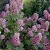 Gatsby Pink Oakleaf Hydrangea - 3 Gallon Pot 1 Gatsby Pink Oakleaf Hydrangea - 3 Gallon Pot -Bush Sale Shop hydrangea quercifolia gatsby pink 17
