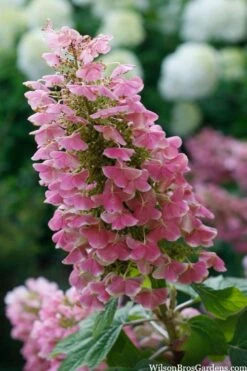 Gatsby Pink Oakleaf Hydrangea - 3 Gallon Pot 10 Gatsby Pink Oakleaf Hydrangea - 3 Gallon Pot -Bush Sale Shop hydrangea quercifolia gatsby pink 7