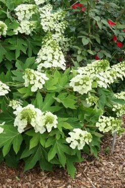 Pee Wee Dwarf Oakleaf Hydrangea - 1 Gallon Pot 17 Pee Wee Dwarf Oakleaf Hydrangea - 1 Gallon Pot -Bush Sale Shop hydrangea quercifolia pee wee oakleaf 1