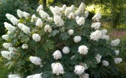 Queen Of Hearts Oakleaf Hydrangea - 3 Gallon Pot -Bush Sale Shop hydrangea quercifolia queen of hearts 4