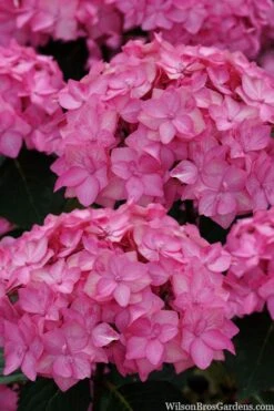 Let's Dance 'Can Do' Hydrangea - 3 Gallon Pot -Bush Sale Shop hydrangea serrata lets dance can do 2