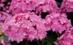 Let's Dance 'Can Do' Hydrangea - 2 Gallon Pot 15 Let's Dance 'Can Do' Hydrangea - 2 Gallon Pot -Bush Sale Shop hydrangea serrata lets dance can do 3 1