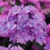 Let's Dance 'Can Do' Hydrangea - 3 Gallon Pot 2 Let's Dance 'Can Do' Hydrangea - 3 Gallon Pot -Bush Sale Shop hydrangea serrata lets dance can do 5