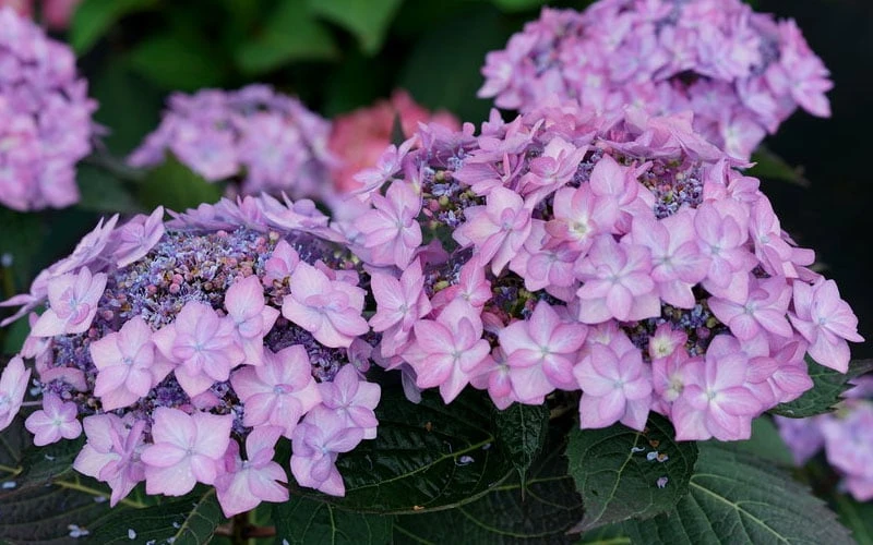 Let's Dance 'Can Do' Hydrangea - 2 Gallon Pot 9 Let's Dance 'Can Do' Hydrangea - 2 Gallon Pot - Image 7