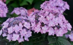Let's Dance 'Can Do' Hydrangea - 3 Gallon Pot -Bush Sale Shop hydrangea serrata lets dance can do 7