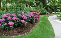 Let's Dance 'Can Do' Hydrangea - 3 Gallon Pot -Bush Sale Shop hydrangea serrata lets dance can do 8