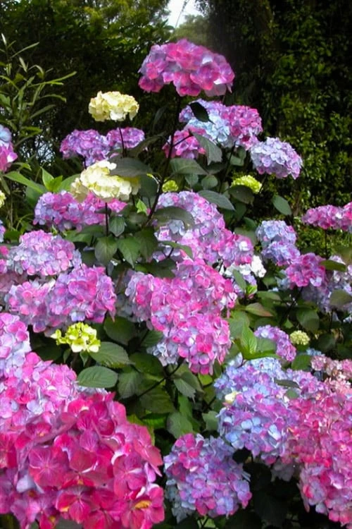 Preziosa Multi Color Hydrangea - 1 Gallon Pot 3 Preziosa Multi Color Hydrangea - 1 Gallon Pot