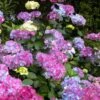 Preziosa Multi Color Hydrangea - 3 Gallon Pot -Bush Sale Shop hydrangea serrata preziosa 100