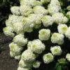 Silver Dollar Hydrangea - 3 Gallon Pot 1 Silver Dollar Hydrangea - 3 Gallon Pot -Bush Sale Shop hydrangea silver dollar 1