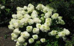 Silver Dollar Hydrangea - 3 Gallon Pot 11 Silver Dollar Hydrangea - 3 Gallon Pot -Bush Sale Shop hydrangea silver dollar 2