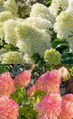 Silver Dollar Hydrangea - 3 Gallon Pot 10 Silver Dollar Hydrangea - 3 Gallon Pot -Bush Sale Shop hydrangea silver dollar 4