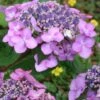 Twist-N-Shout Endless Summer Hydrangea - 1 Gallon Pot 1 Twist-N-Shout Endless Summer Hydrangea - 1 Gallon Pot -Bush Sale Shop hydrangea twist n shout 12