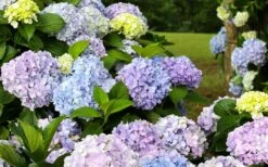 Dear Dolores Hydrangea - 3 Gallon Pot 12 Dear Dolores Hydrangea - 3 Gallon Pot -Bush Sale Shop hydrangea20dear20delores