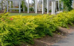 Thunderbolt Golden Box Honeysuckle - 3 Gallon Pot -Bush Sale Shop lonicera nitida thunderbolt box honeysuckle 1