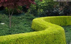 Thunderbolt Golden Box Honeysuckle - 3 Gallon Pot -Bush Sale Shop lonicera nitida thunderbolt box honeysuckle 4