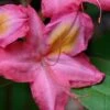 Country Cousin Pink Aromi Azalea (Rhododendron Hybrid) - 1 Gallon Pot 2 Country Cousin Pink Aromi Azalea (Rhododendron Hybrid) - 1 Gallon Pot -Bush Sale Shop native azalea country cousins 4 1