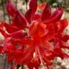 Radiant Red Aromi Azalea (Rhododendron Hybrid) - 2 Gallon Pot 2 Radiant Red Aromi Azalea (Rhododendron Hybrid) - 2 Gallon Pot -Bush Sale Shop native azalea radiant red 5 1