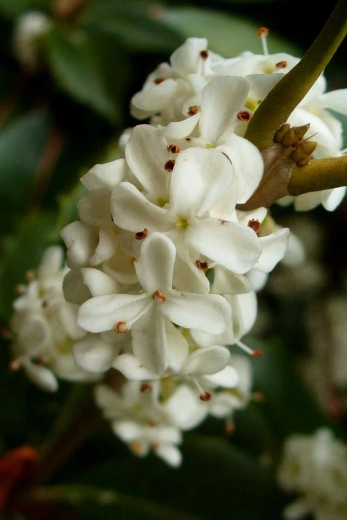 Fortune's Cold Hardy Tea Olive (Fragrant Osmanthus) - 7 Gallon Pot (5-6') 7 Fortune's Cold Hardy Tea Olive (Fragrant Osmanthus) - 7 Gallon Pot (5-6') - Image 5
