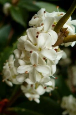 Fortune's Cold Hardy Tea Olive (Fragrant Osmanthus) - 7 Gallon Pot (4-5') 12 Fortune's Cold Hardy Tea Olive (Fragrant Osmanthus) - 7 Gallon Pot (4-5') -Bush Sale Shop osmanthus fortunei fragrant tea olive 2 4