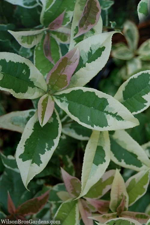 Pink Flush Variegated Tea Olive (Osmanthus Fragrans 'Yinbi Shuanghui') - 6 Pack Of Quart Pots 3 Pink Flush Variegated Tea Olive (Osmanthus Fragrans 'Yinbi Shuanghui') - 6 Pack Of Quart Pots