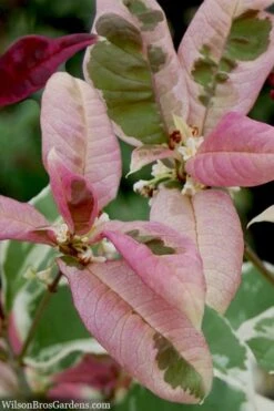 Pink Flush Variegated Tea Olive (Osmanthus Fragrans 'Yinbi Shuanghui') - 1 Gallon Pot 13 Pink Flush Variegated Tea Olive (Osmanthus Fragrans 'Yinbi Shuanghui') - 1 Gallon Pot -Bush Sale Shop osmanthus frangrans yinbi shuangui variegated tea olive 10 5