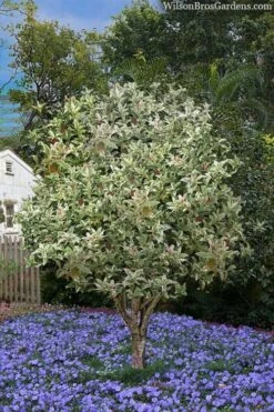 Pink Flush Variegated Tea Olive (Osmanthus Fragrans 'Yinbi Shuanghui') - 6 Pack Of 1 Gallon Pots 11 Pink Flush Variegated Tea Olive (Osmanthus Fragrans 'Yinbi Shuanghui') - 6 Pack Of 1 Gallon Pots -Bush Sale Shop osmanthus frangrans yinbi shuangui variegated tea olive 8 2