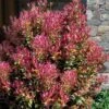 Party Lights Pink Flush Tea Olive - Osmanthus Heterophyllus - 6 Pack Of 1 Gallon Pots 2 Party Lights Pink Flush Tea Olive - Osmanthus Heterophyllus - 6 Pack Of 1 Gallon Pots -Bush Sale Shop osmanthus heterophyllus party lights tea olive 102 1