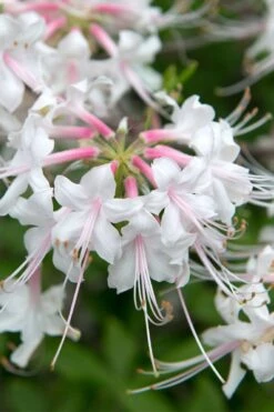 White Alabama Native Azalea (Rhododendron Alabamense) - 3 Gallon Pot 15 White Alabama Native Azalea (Rhododendron Alabamense) - 3 Gallon Pot -Bush Sale Shop rhododendron alabamense alabama native azalea 3