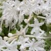 White Alabama Native Azalea (Rhododendron Alabamense) - 3 Gallon Pot 2 White Alabama Native Azalea (Rhododendron Alabamense) - 3 Gallon Pot -Bush Sale Shop rhododendron alabamense alabama native azalea 5