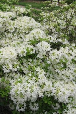 White Alabama Native Azalea (Rhododendron Alabamense) - 3 Gallon Pot 13 White Alabama Native Azalea (Rhododendron Alabamense) - 3 Gallon Pot -Bush Sale Shop rhododendron alabamense alabama native azalea 6