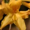 Appalachian Gold Aromi Azalea (Rhododendron Hybrid) - 3 Gallon Pot 1 Appalachian Gold Aromi Azalea (Rhododendron Hybrid) - 3 Gallon Pot -Bush Sale Shop rhododendron appalachian gold azalea 100