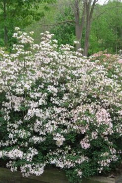 Coastal Azalea (Rhododendron Atlanticum) - 3 Gallon Pot 12 Coastal Azalea (Rhododendron Atlanticum) - 3 Gallon Pot -Bush Sale Shop rhododendron atlanticum coastal azalea 1