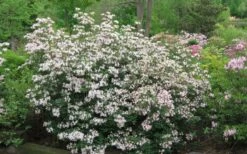 Coastal Azalea (Rhododendron Atlanticum) - 3 Gallon Pot 14 Coastal Azalea (Rhododendron Atlanticum) - 3 Gallon Pot -Bush Sale Shop rhododendron atlanticum coastal azalea 2