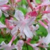 Coastal Azalea (Rhododendron Atlanticum) - 3 Gallon Pot -Bush Sale Shop rhododendron atlanticum coastal azalea 6