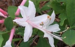 Coastal Azalea (Rhododendron Atlanticum) - 3 Gallon Pot 13 Coastal Azalea (Rhododendron Atlanticum) - 3 Gallon Pot -Bush Sale Shop rhododendron atlanticum coastal azalea 8