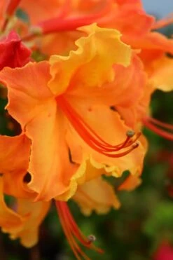 Andrew J. Boike Alabama Flame Native Azalea Azalea - 3 Gallon Pot 10 Andrew J. Boike Alabama Flame Native Azalea Azalea - 3 Gallon Pot -Bush Sale Shop rhododendron austrinum andrew j boike native azalea 3