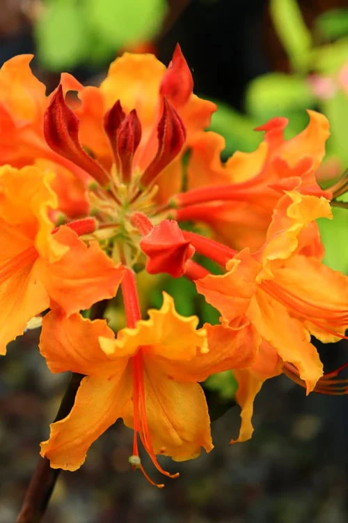 Andrew J. Boike Alabama Flame Native Azalea Azalea - 3 Gallon Pot 7 Andrew J. Boike Alabama Flame Native Azalea Azalea - 3 Gallon Pot - Image 5