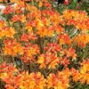 Florida Flame Native Azalea (Rhododendron Austrinum) - 3 Gallon Pot 2 Florida Flame Native Azalea (Rhododendron Austrinum) - 3 Gallon Pot -Bush Sale Shop rhododendron austrinum florida flame native azalea 11