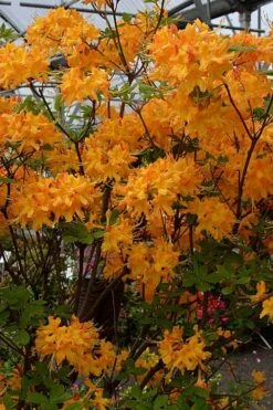 Florida Flame Native Azalea (Rhododendron Austrinum) - 3 Gallon Pot 13 Florida Flame Native Azalea (Rhododendron Austrinum) - 3 Gallon Pot -Bush Sale Shop rhododendron austrinum florida flame native azalea 4