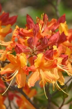 Florida Flame Native Azalea (Rhododendron Austrinum) - 3 Gallon Pot 16 Florida Flame Native Azalea (Rhododendron Austrinum) - 3 Gallon Pot -Bush Sale Shop rhododendron austrinum florida flame native azalea 5
