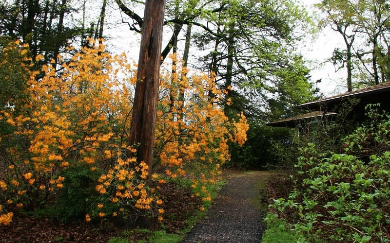 Florida Flame Native Azalea (Rhododendron Austrinum) - 3 Gallon Pot 10 Florida Flame Native Azalea (Rhododendron Austrinum) - 3 Gallon Pot - Image 8