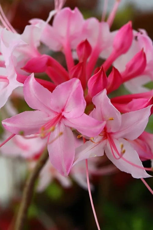Candy Striper Native Azalea - Rhododendron Canescens - 3 Gallon Pot 3 Candy Striper Native Azalea - Rhododendron Canescens - 3 Gallon Pot