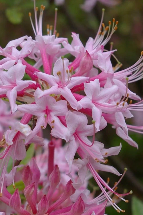 Piedmont Native Azalea - 3 Gallon Pot 3 Piedmont Native Azalea - 3 Gallon Pot