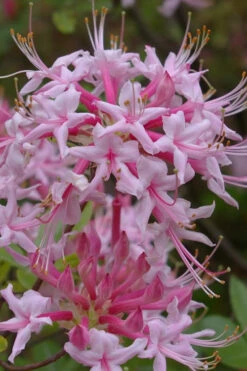 Piedmont Native Azalea - 3 Gallon Pot 12 Piedmont Native Azalea - 3 Gallon Pot -Bush Sale Shop rhododendron canescens piedmont azalea 5