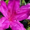 Congo Purple Azalea - 3 Gallon Pot 2 Congo Purple Azalea - 3 Gallon Pot -Bush Sale Shop rhododendron congo robin hill hybrid azalea 2