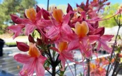 Cotton Candy Native Azalea (Rhododendron) - 3 Gallon Pot 15 Cotton Candy Native Azalea (Rhododendron) - 3 Gallon Pot -Bush Sale Shop rhododendron cotton candy native azalea 5