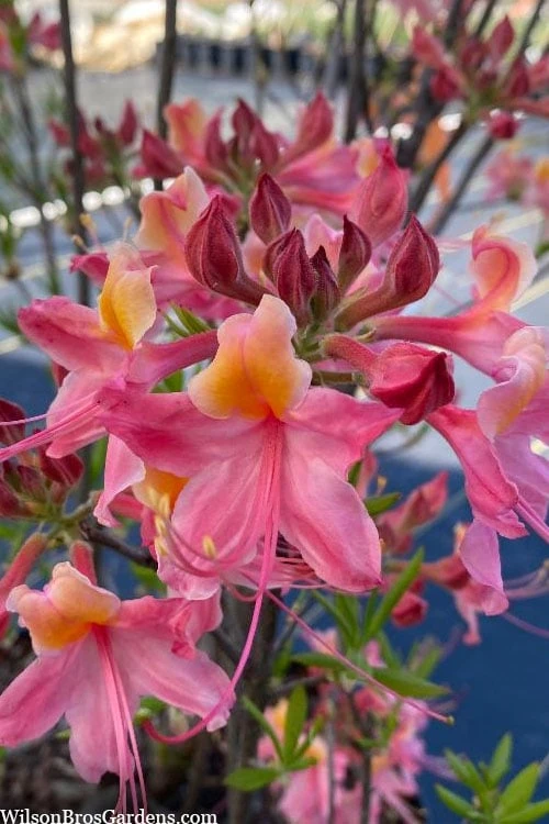 Cotton Candy Native Azalea (Rhododendron) - 3 Gallon Pot 3 Cotton Candy Native Azalea (Rhododendron) - 3 Gallon Pot